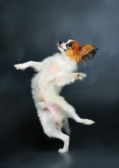 small dog on its hind legs in dance pose.