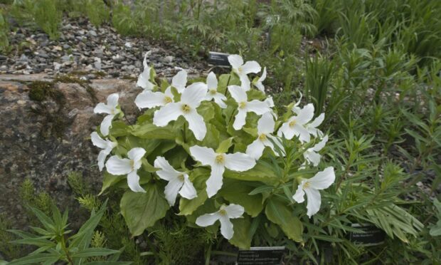 Our Ginger Gairdner has a fondness for alpine gardens, and Scotland's climate suits them.