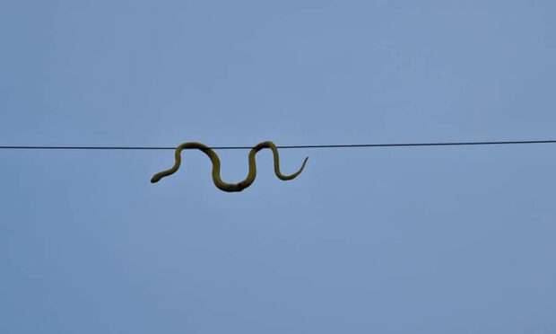 The 'snake' was discovered on Elgin Drive in Glenrothes. Image: Ali Hutton.