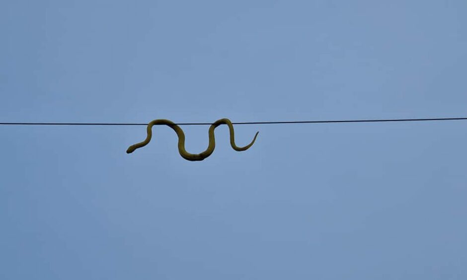 The 'snake' was discovered on Elgin Drive in Glenrothes