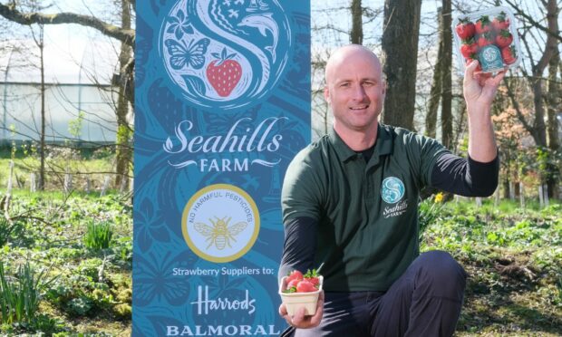 Seahills Farm supervisor Jon Tuta has this year's strawberries ready to go. Image: Paul Reid/DC Thomson