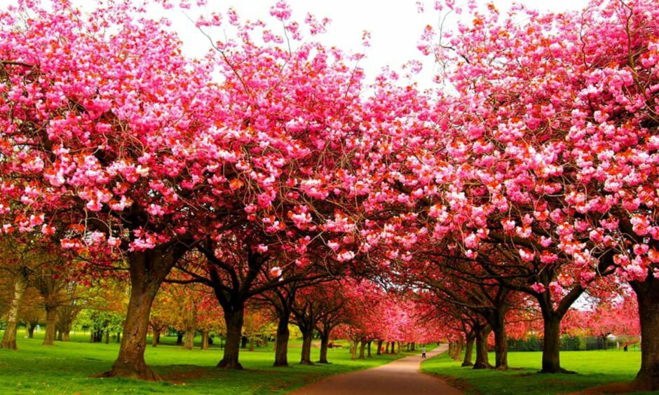 Cherry blossom trees. Image: Art Sangster