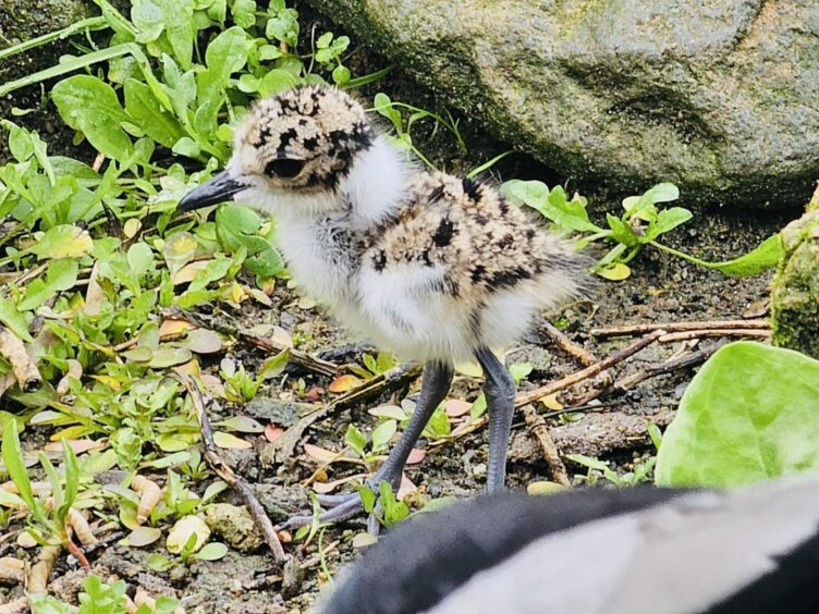 A picture of one of the Blacksmith Plover Chicks. It is brown and white with black dots.
