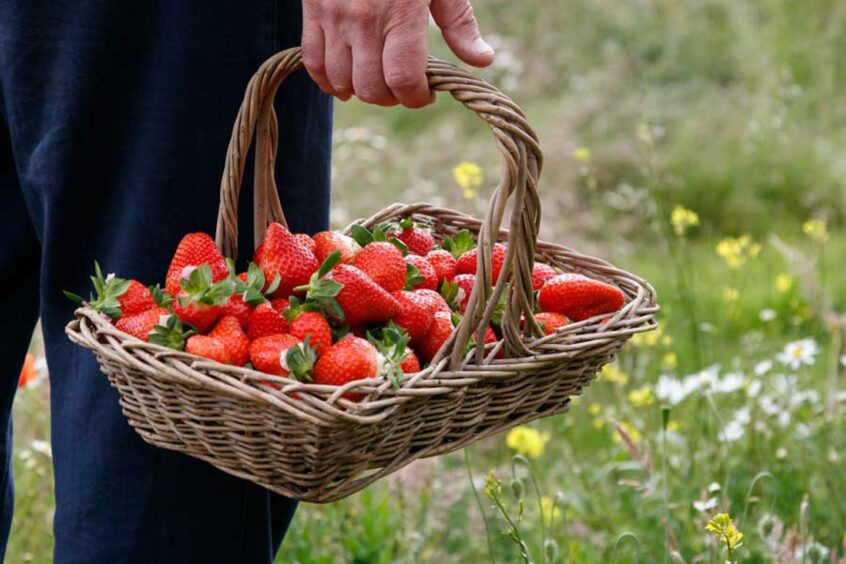 Cairnie farm strawberry picking