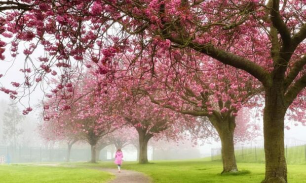 Cherry Blossom trees. Image: Caroline Malone