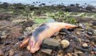 The dead whale was discovered on rocks near to Cellardyke.