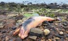 The dead whale was discovered on rocks near to Cellardyke.