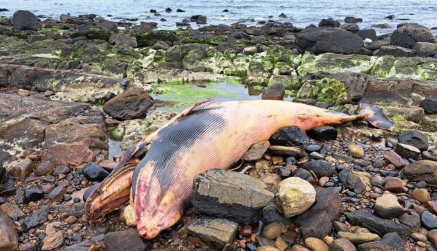 The dead whale was discovered on rocks near to Cellardyke.