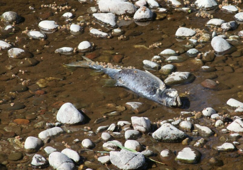 Dead salmon in the water at Canterland on the River North Esk.