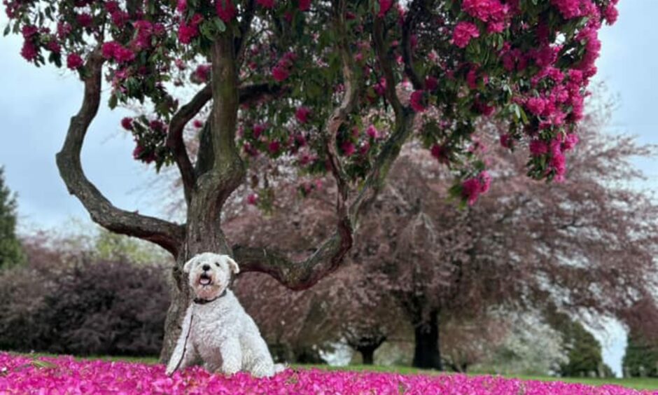 Cherry blossom trees plus dog. Image: Debs Sturrock