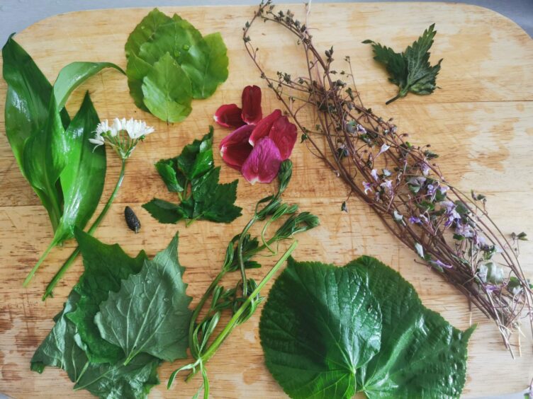 Foraging finds in Dundee. Plants on a chopping board.