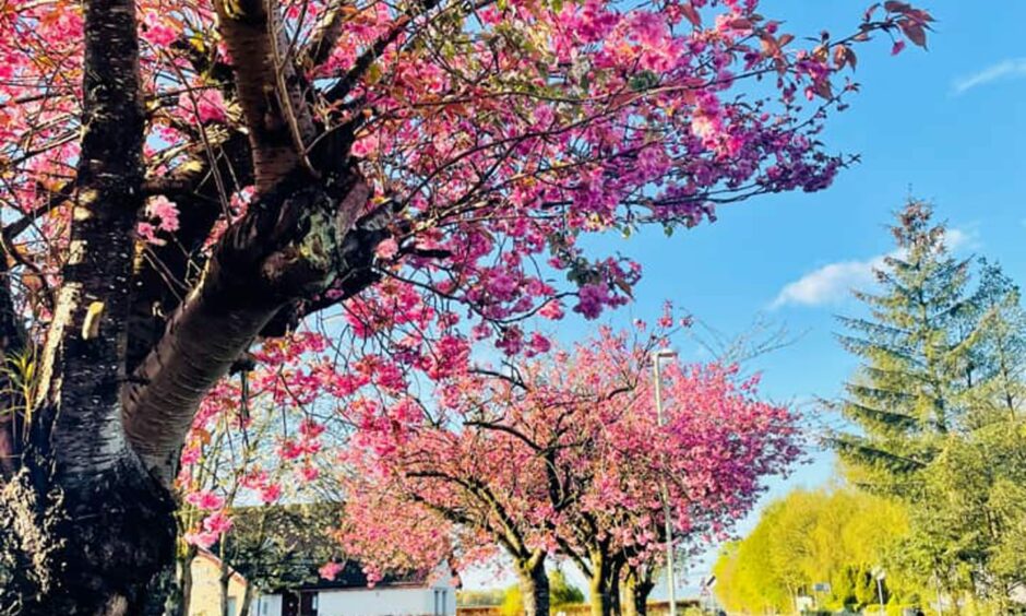 Cherry blossom trees. Image: Fiona MacInnes