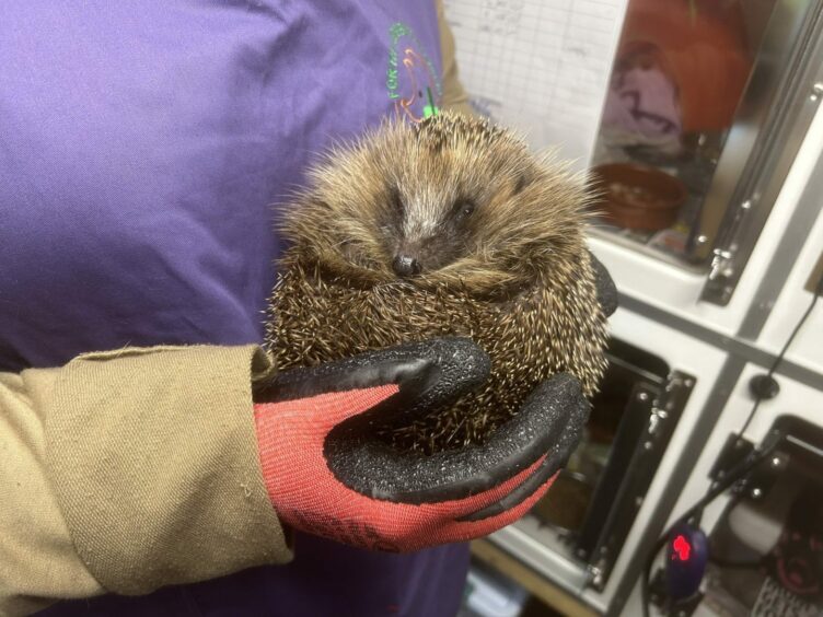 Apple - one of 22 injured hedgehogs currently being cared for at Forth Hedgehog Hospital
