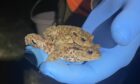 A Froglife volunteer's helping hand for two Tayside toads. Image: Scottish Woodlands