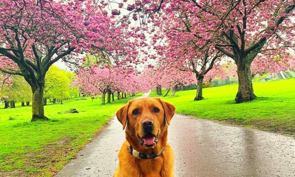 Cherry blossom trees plus dog. Image: Jenni Young