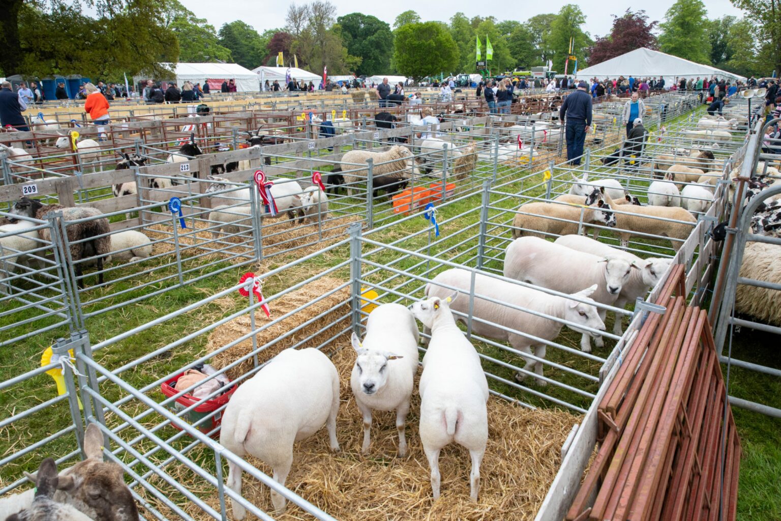 23 pictures as thousands enjoy this year's Fife Show