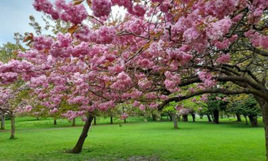 Cherry blossom tree. Image: Kerry Ewen