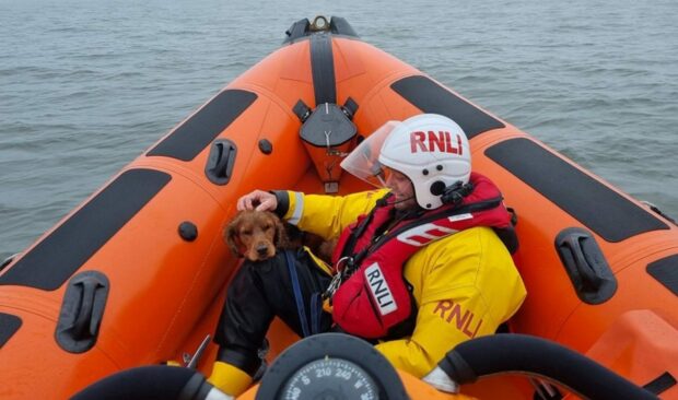The stranded dog in the safe hands of crew member, Robert Rutherford. Image: Kinghorn RNLI