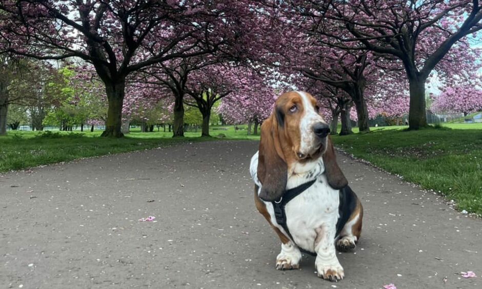 Cherry blossom trees plus dog. Image: Leanne Smith