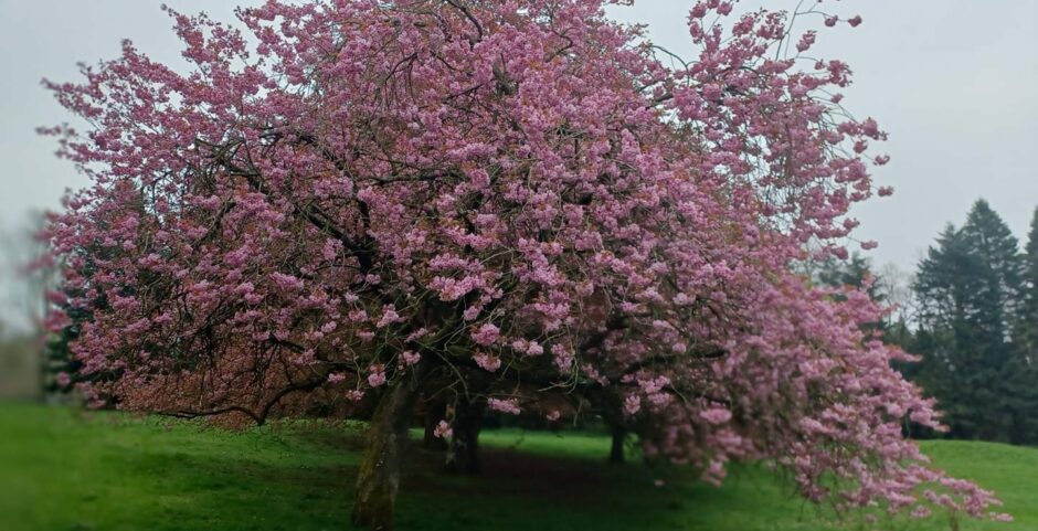 Cherry blossom trees. Image: Lisa Taylor