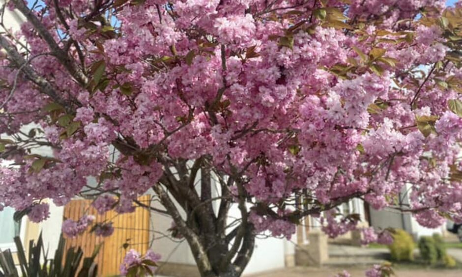 Cherry blossom trees. Image: Lorna Hunter