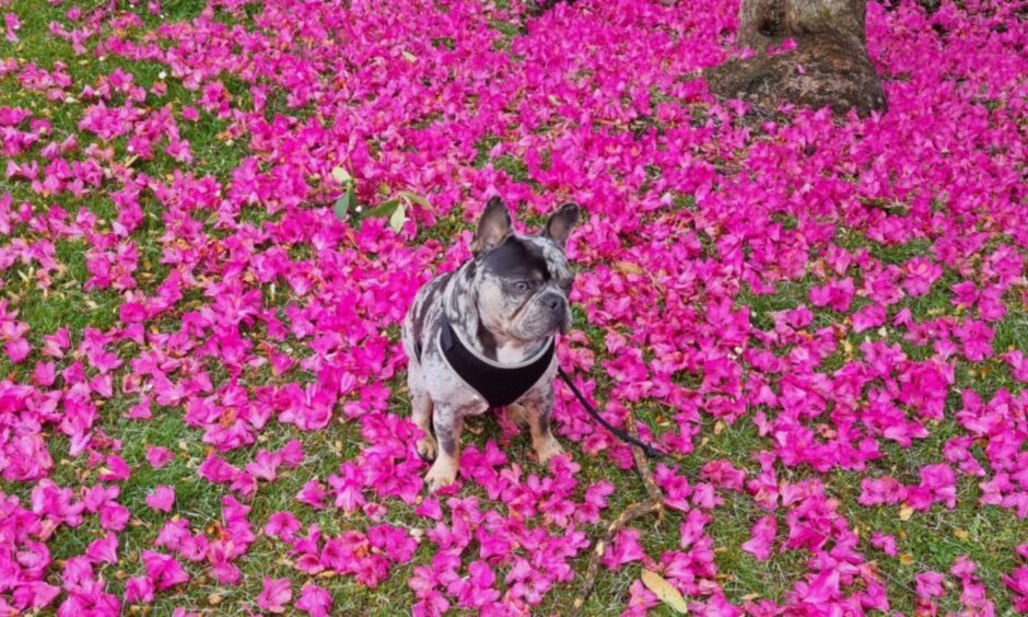 Cherry blossoms plus dog. Image: Lyndsey Bertie