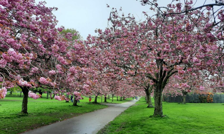 Cherry blossom trees. Image: Moira Dean