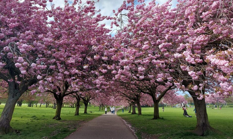Cherry blossom trees. Image: Moira Hughes