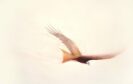 The image show a watercolour painting of a red kite by Claire Harkess. The bird soars away from the viewer .