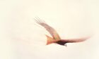 The image show a watercolour painting of a red kite by Claire Harkess. The bird soars away from the viewer .