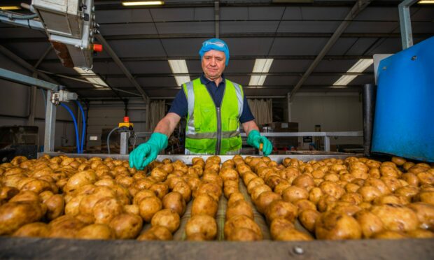 A factory worker wearing a hair net and high vis vest inspecting a conveyor belt full of potatoes.