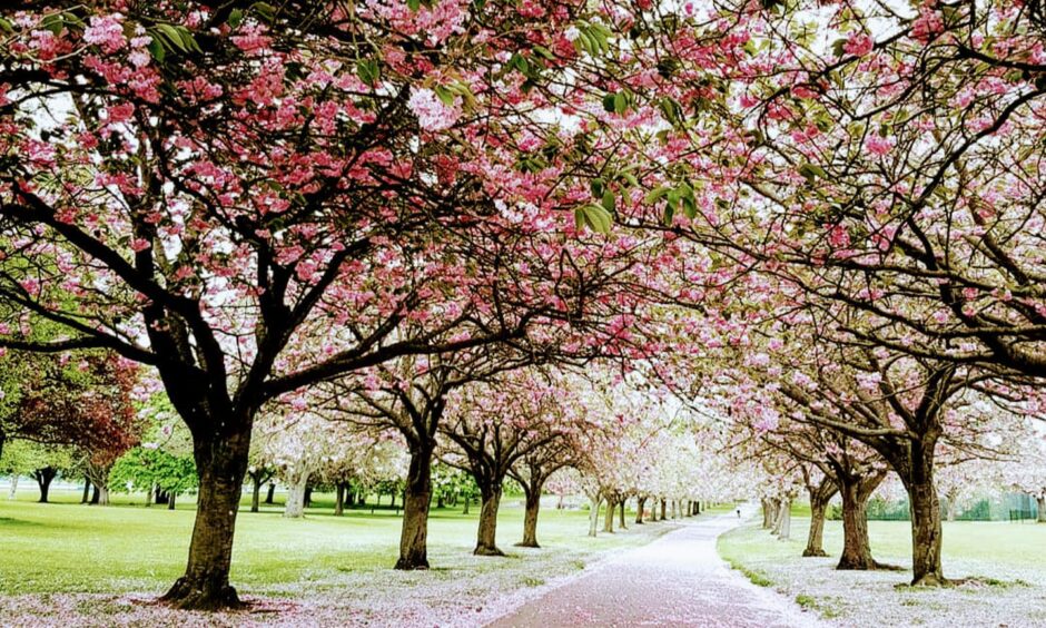 Cherry blossom trees. Image: Shanagh Louise Harvey