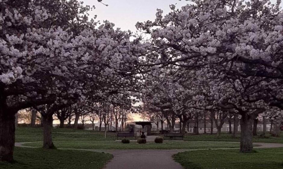 Cherry blossom trees. Image: Sharon Cooper