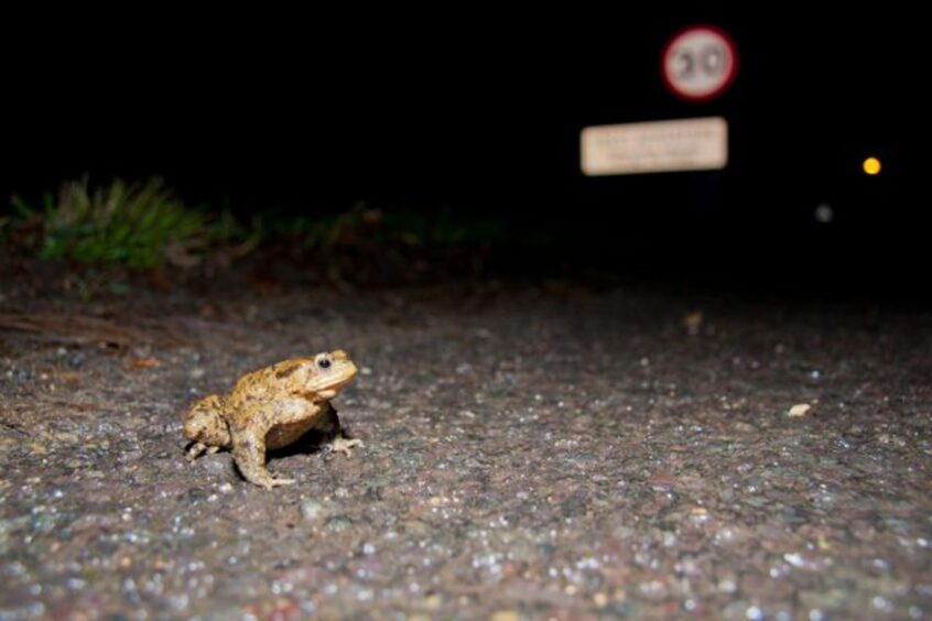 Toads on Road amphibian protection programme.