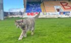Dolly the cat is a regular at Brechin City games. Image: Ewan Smith / DCT Media