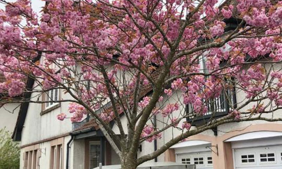 Cherry blossom tree. Image: Ursula Gordon