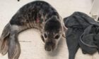 Two-week-old seal pup 'Sammy' after its operation