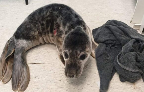 Two-week-old seal pup 'Sammy' after its operation