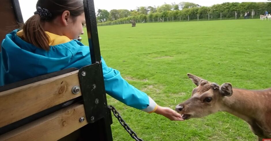 Evee Ohana, from The Ohana Adventures, feeds a deer at the Scottish Deer Centre. 