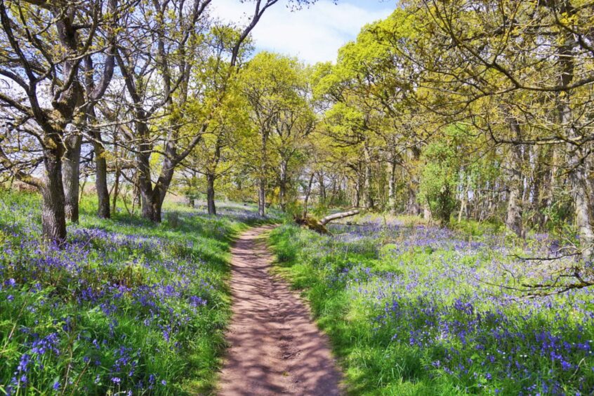 Kinclaven Bluebell Wood in Perthshire.