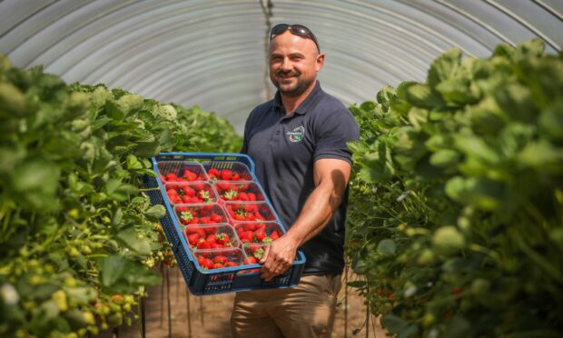 A man holding a tray of strawberries in a polytunnel full of strawberry plants.