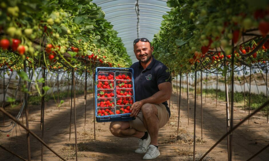 A man kneeling down in a polytunnel growing strawberries holding a tray of the crop.