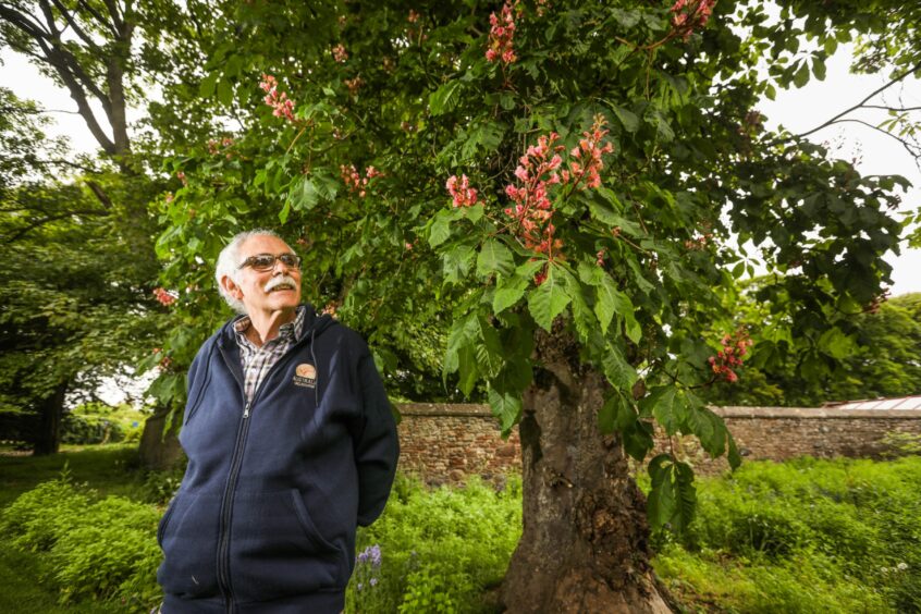 Arbroath plantsman Joe Gibb has discovered a long-lost chestnut species in the grounds of Hospitalfield House.