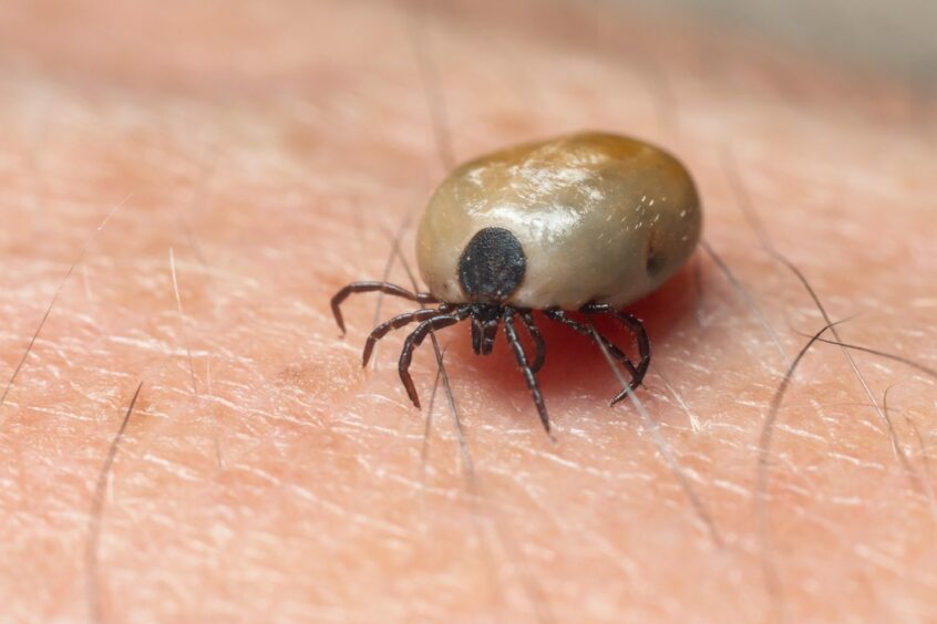 Lorraine was bitten by an infected tick. Image: Shutterstock.