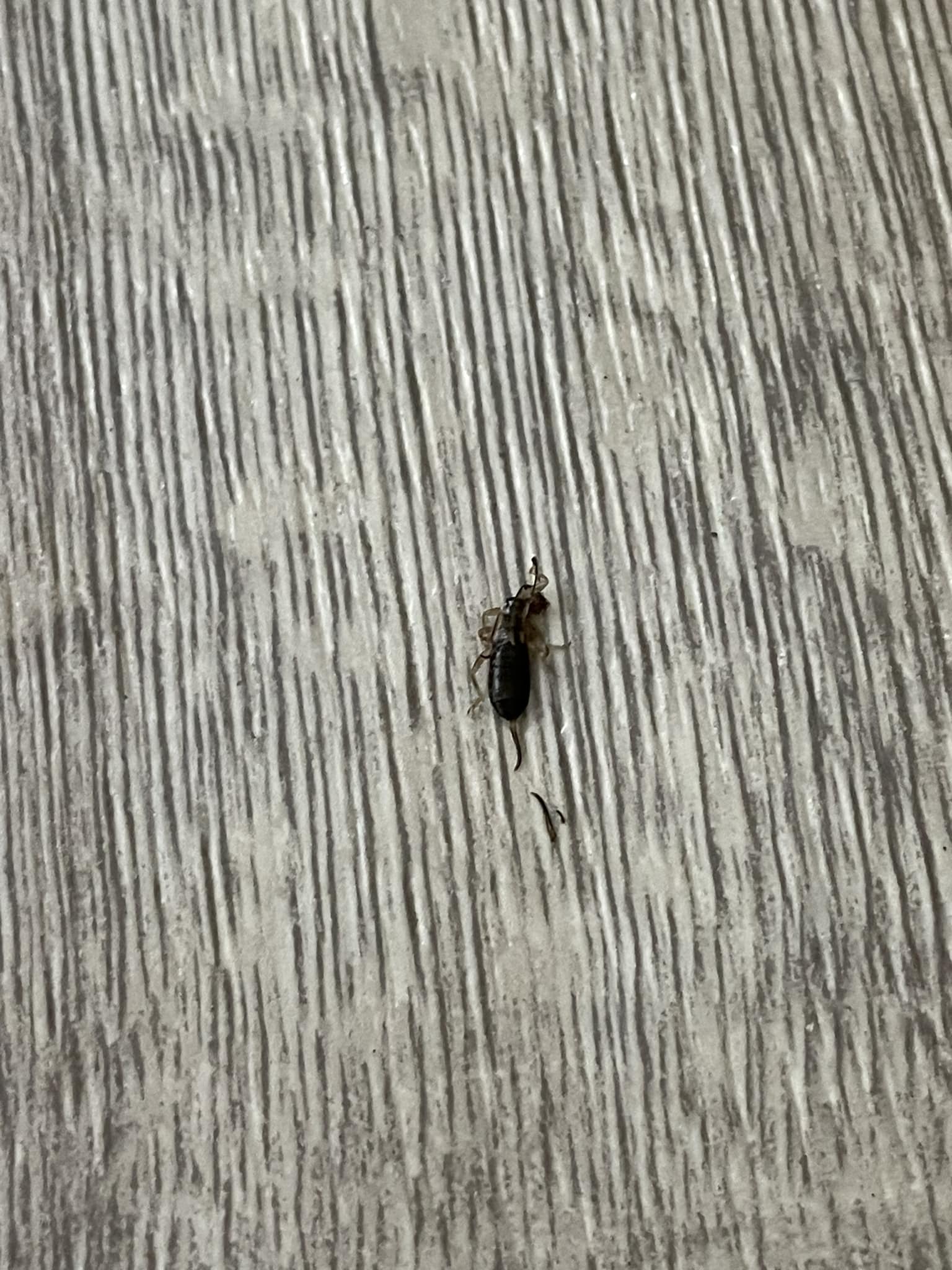 A dead insect lying on the wooden floor of a Dundee flat.