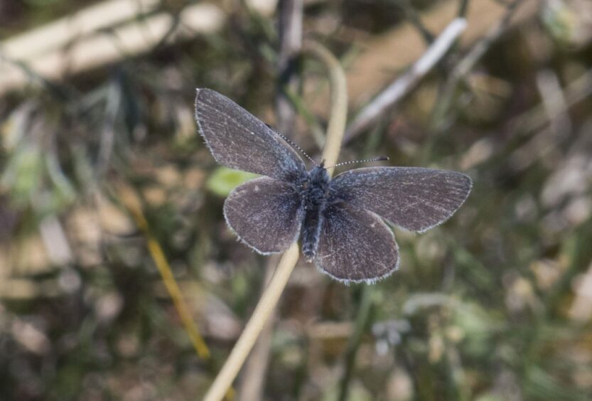 A Small Blue butterfly at Carnoustie, Angus. 