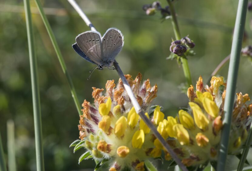 A small blue butterfly sitting on some kidney vetch in Carnoustie, Angus. 