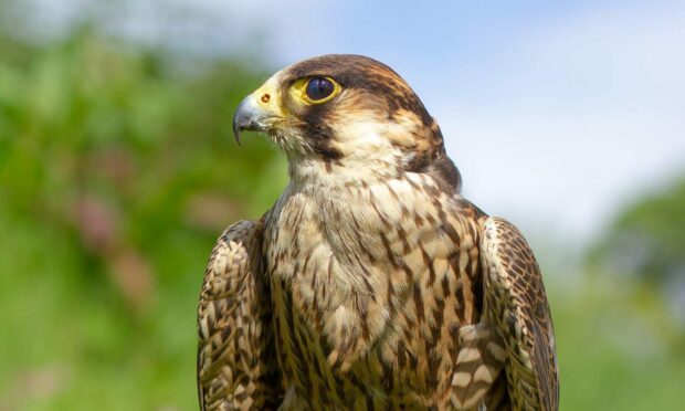The missing falcon from the Scottish Deer Centre.