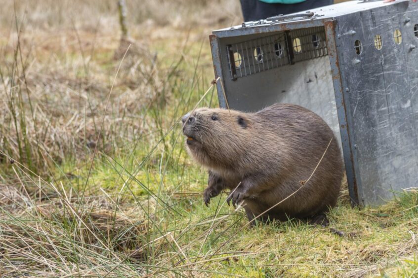 Fig the beaver leaving his metal crate into some grass. 