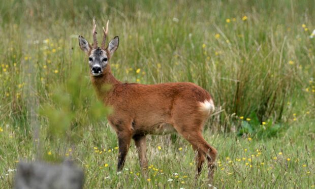 A roe deer in a meadow near Loch Lubnaig in the Trossachs.